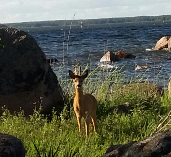 Valokuvaaja: Riitta Piironen