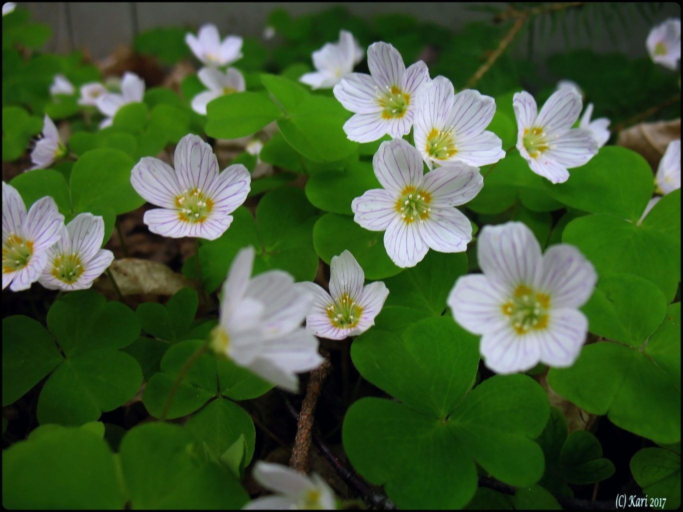 Valokuvaaja: Kari Saarinen