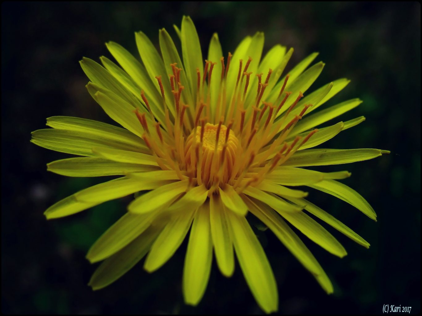 Valokuvaaja: Kari Saarinen