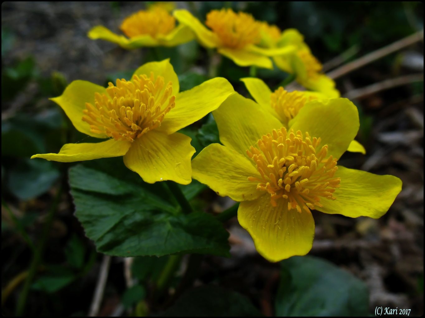 Valokuvaaja: Kari Saarinen Valokuvaaja: Kari Saarinen