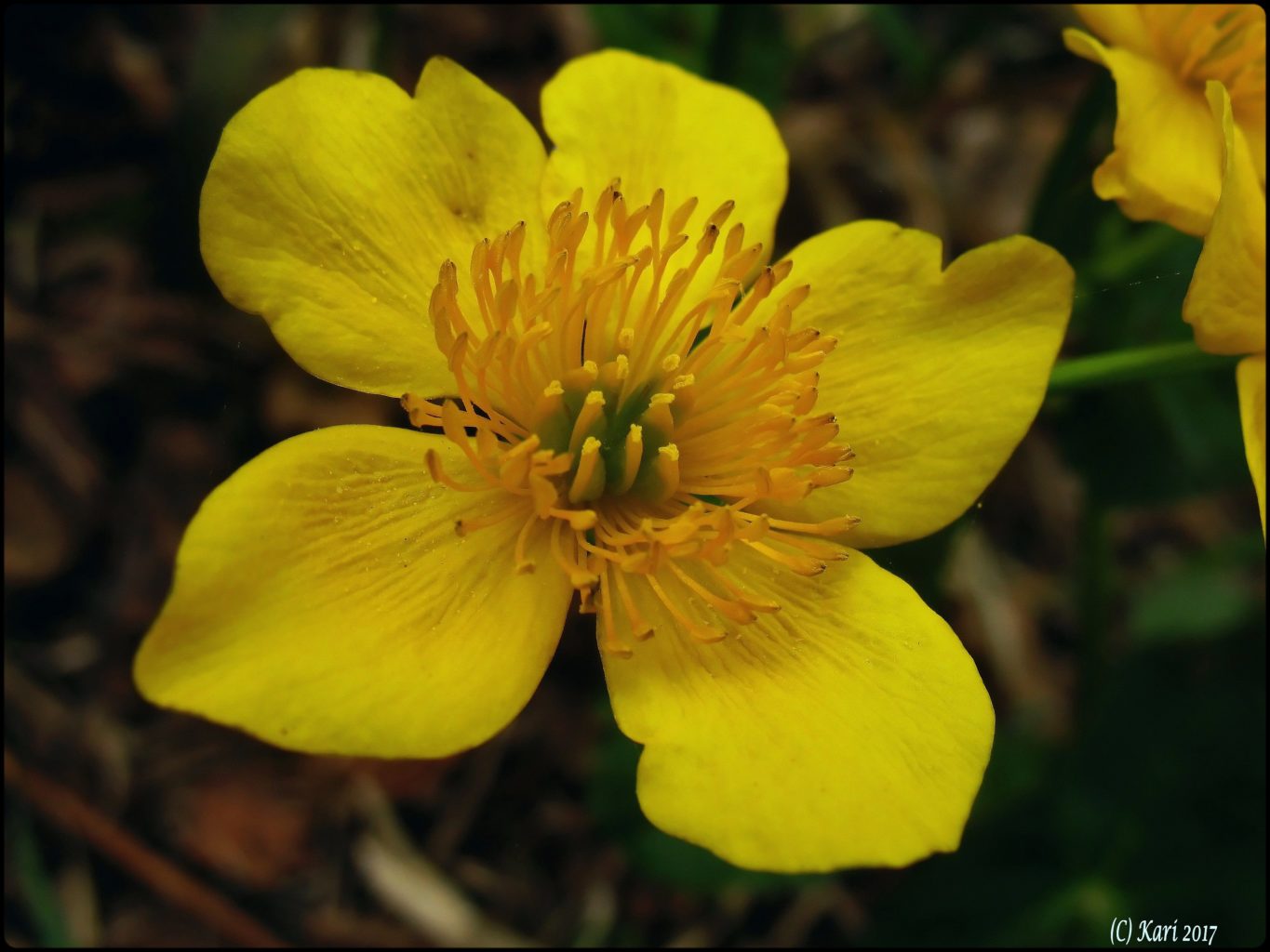 Valokuvaaja: Kari Saarinen