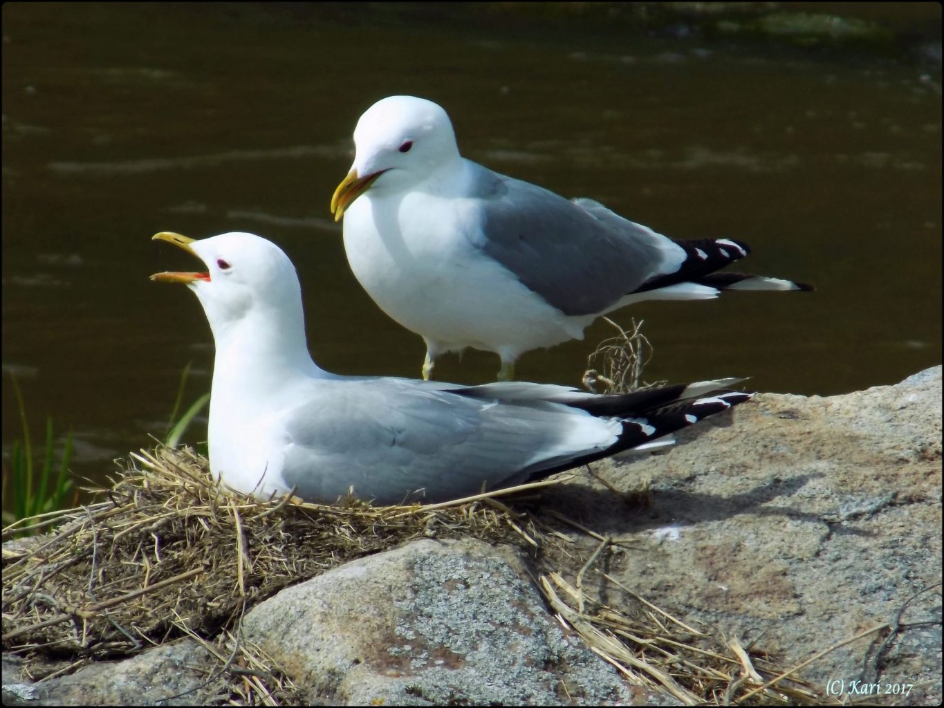Valokuvaaja: Kari Saarinen
