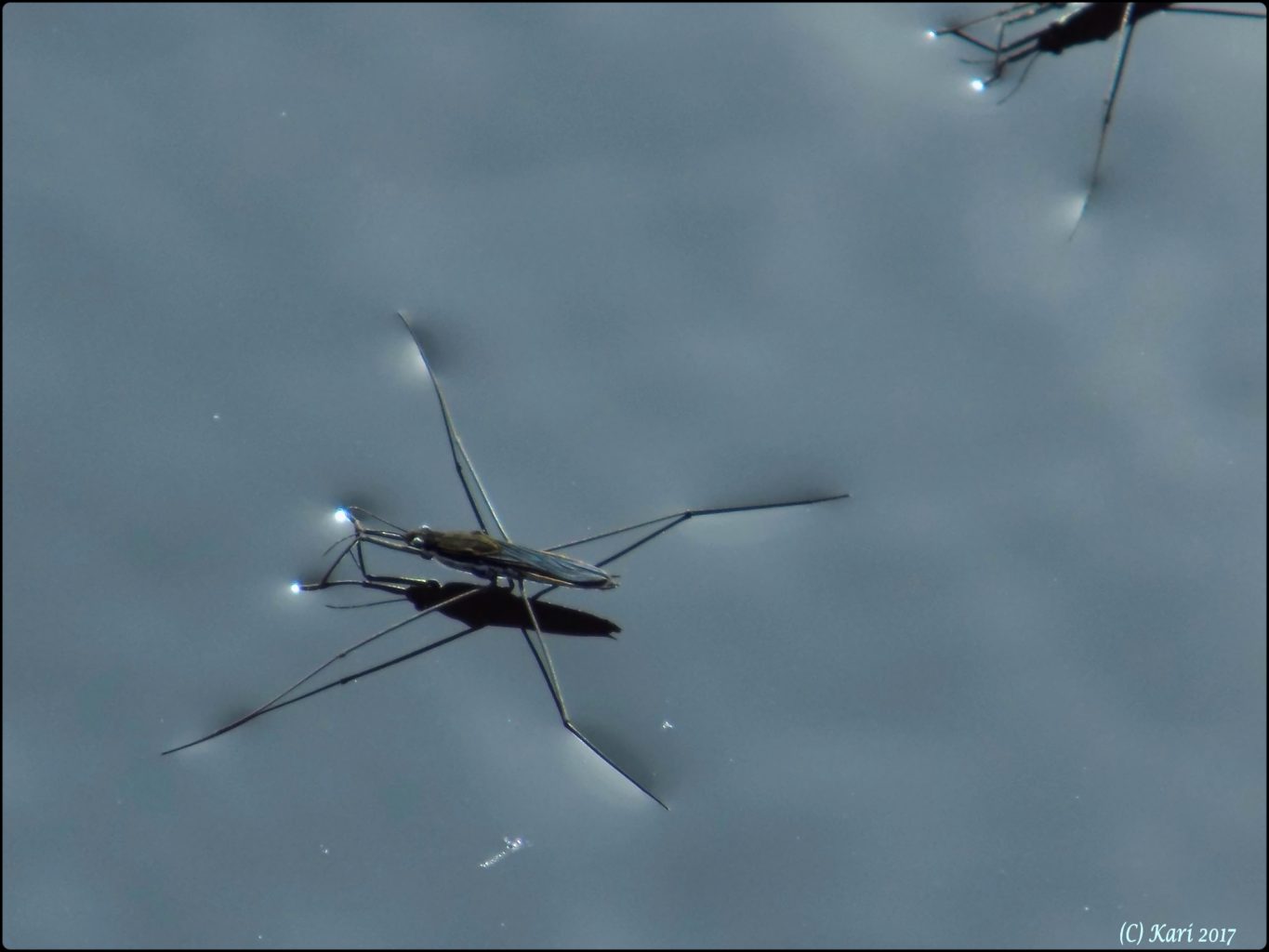 Valokuvaaja: Kari Saarinen