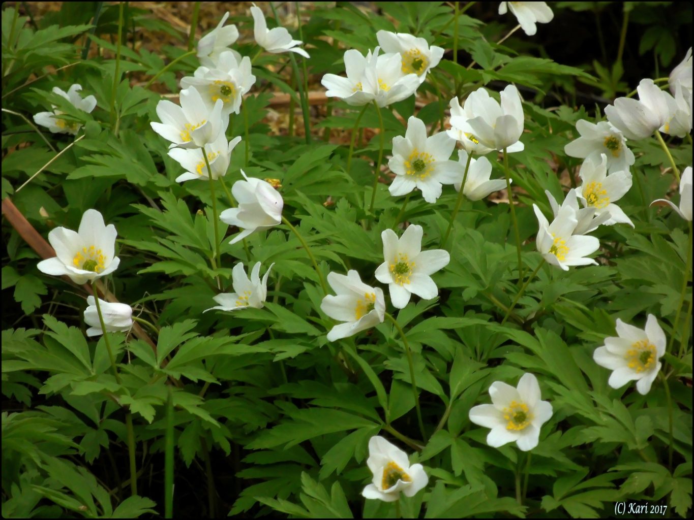 Valokuvaaja: Kari Saarinen