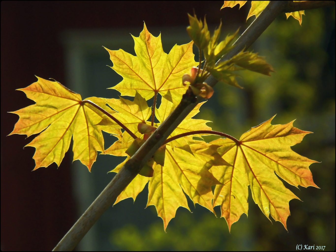 Valokuvaaja: Kari Saarinen