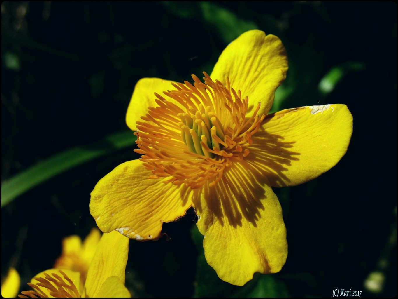 Valokuvaaja: Kari Saarinen