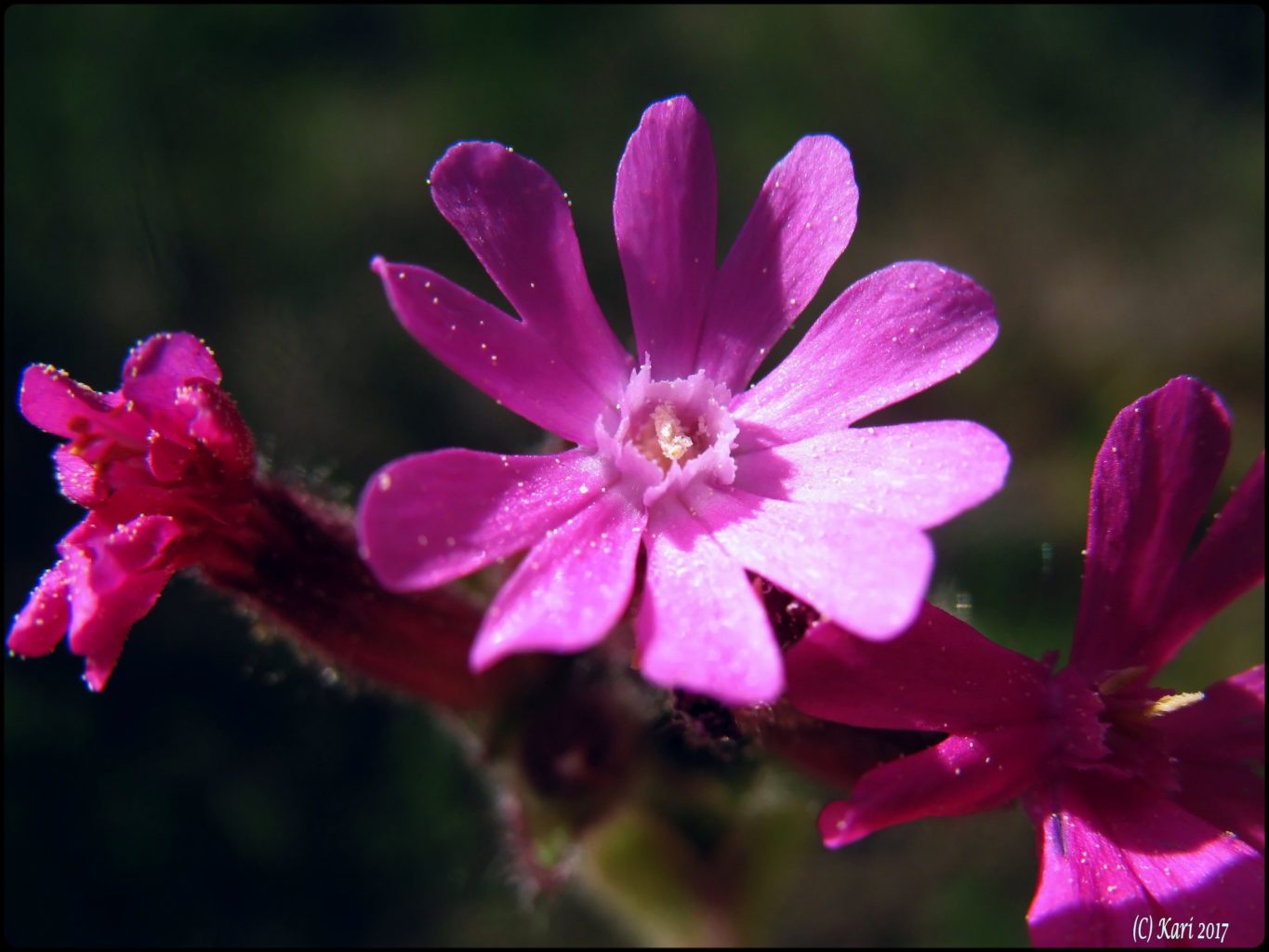 Valokuvaaja: Kari Saarinen Valokuvaaja: Kari Saarinen