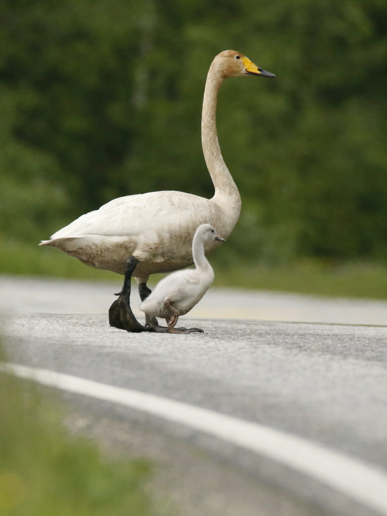 Valokuvaaja: Anne Moilanen