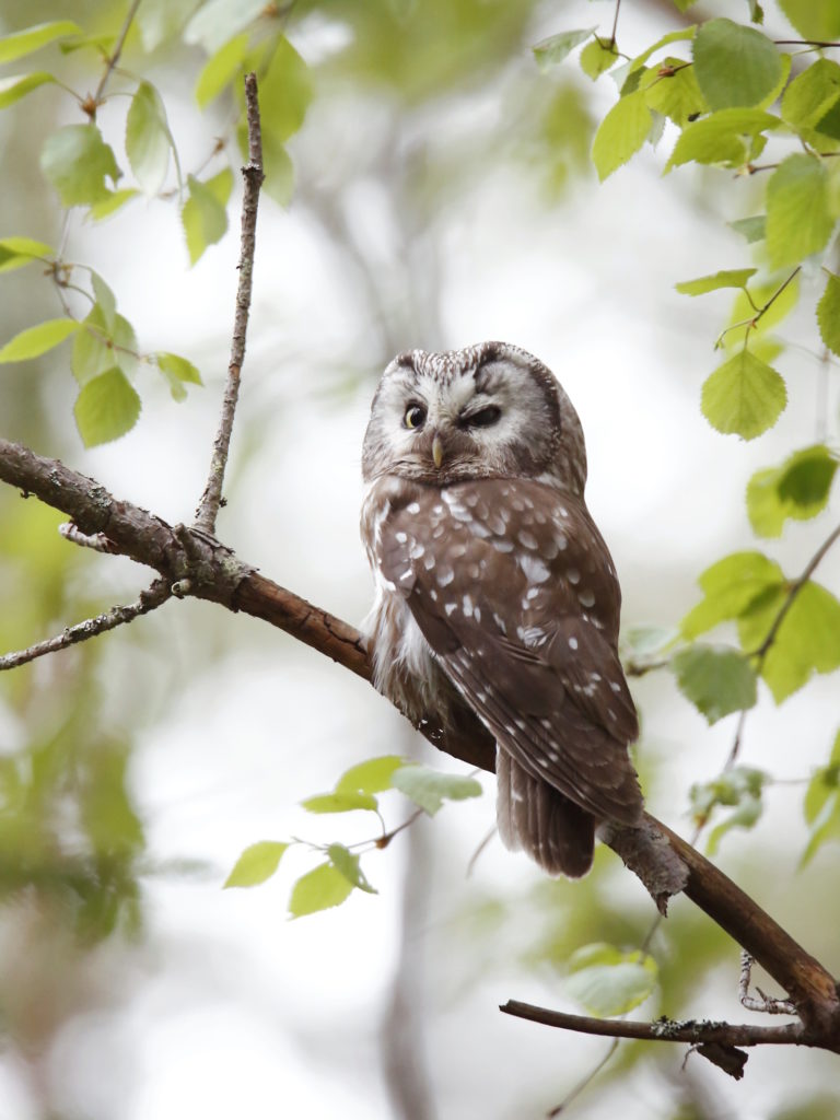Valokuvaaja: Anne Moilanen