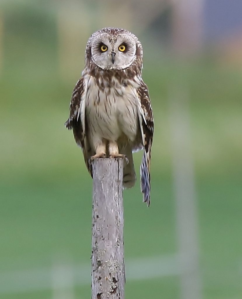 Valokuvaaja: Tuula Pirnes