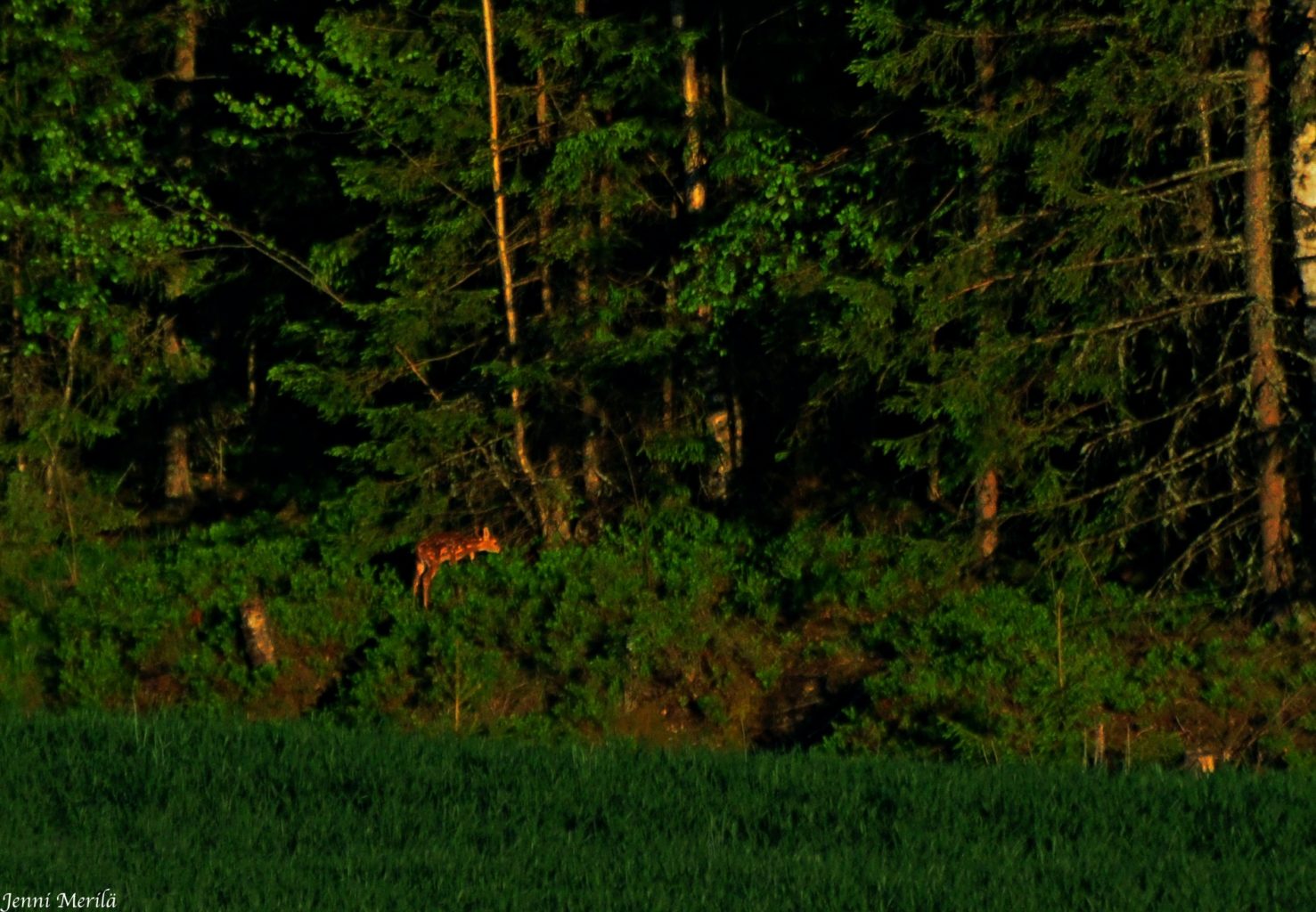 Valokuvaaja: Jenni Merilä