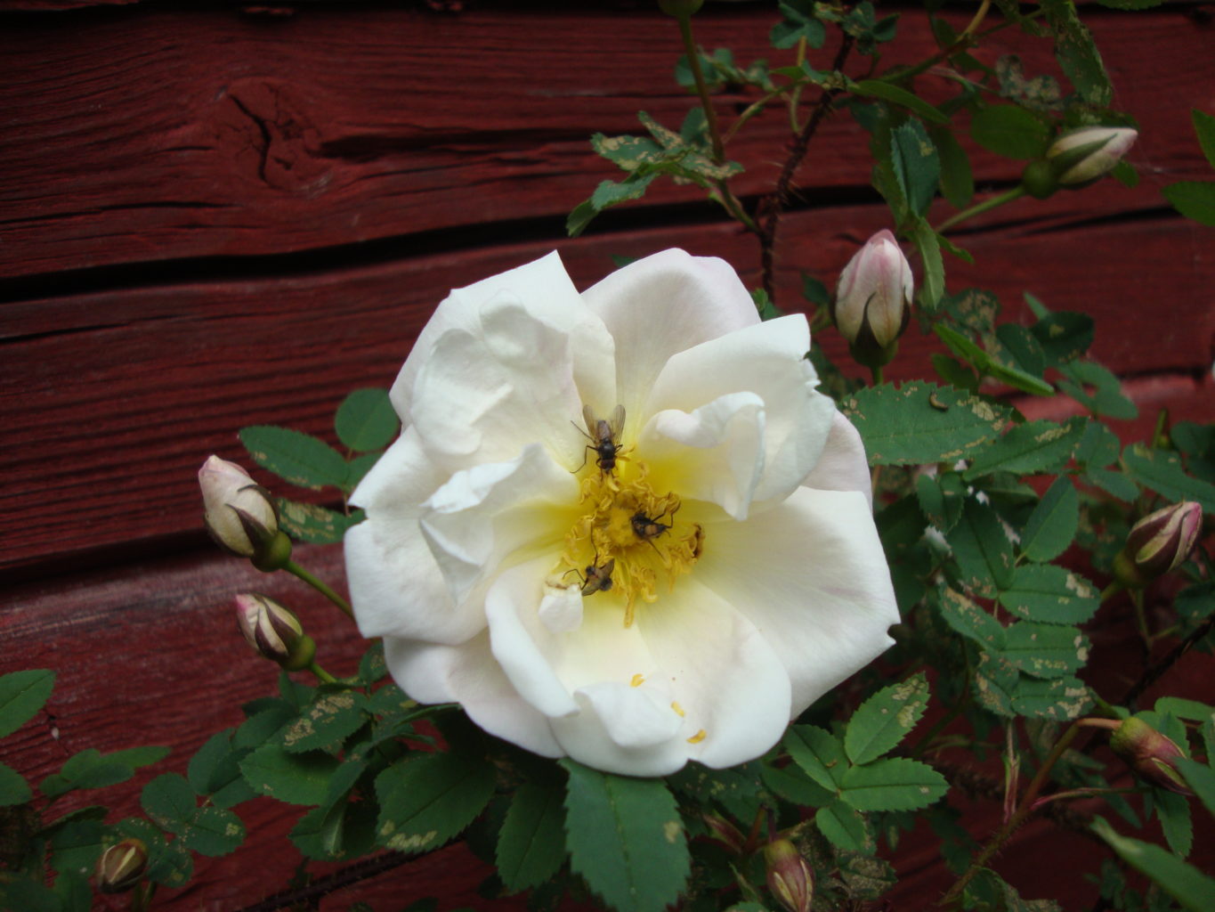 Valokuvaaja: Anja Mustamaa Valokuvaaja: Anja Mustamaa