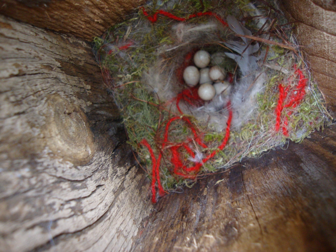 Valokuvaaja: Anja Mustamaa