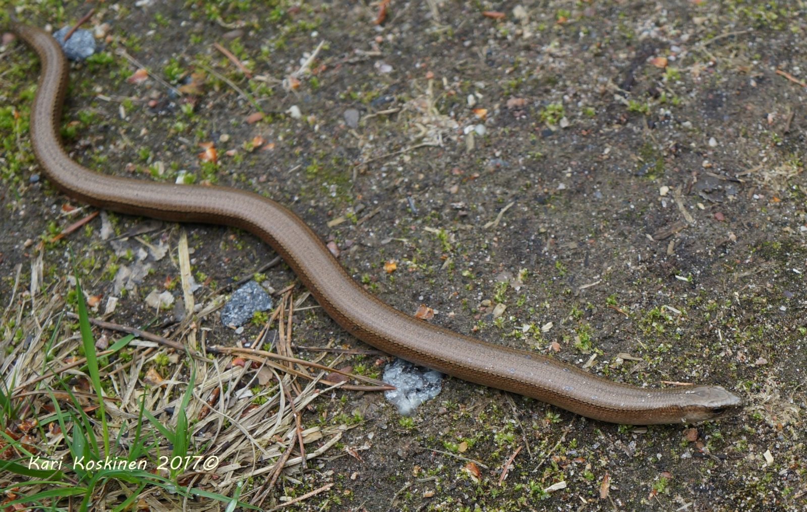 Valokuvaaja: kari koskinen