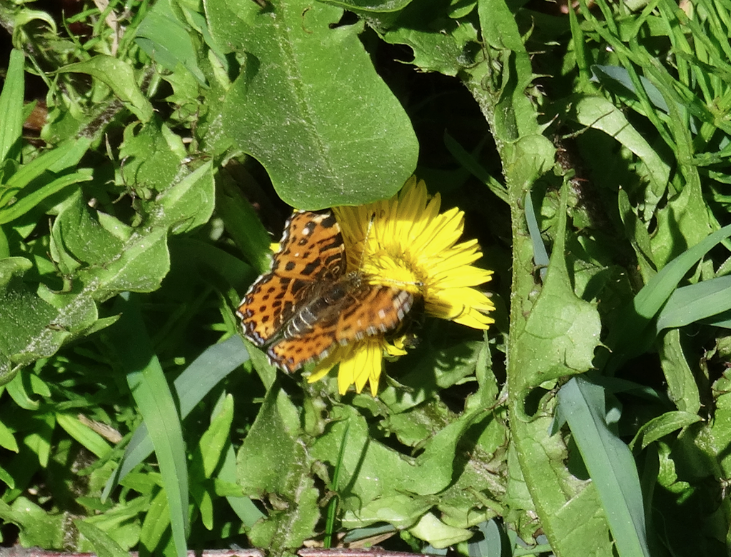 Valokuvaaja: Liisa Niiva-Korpela