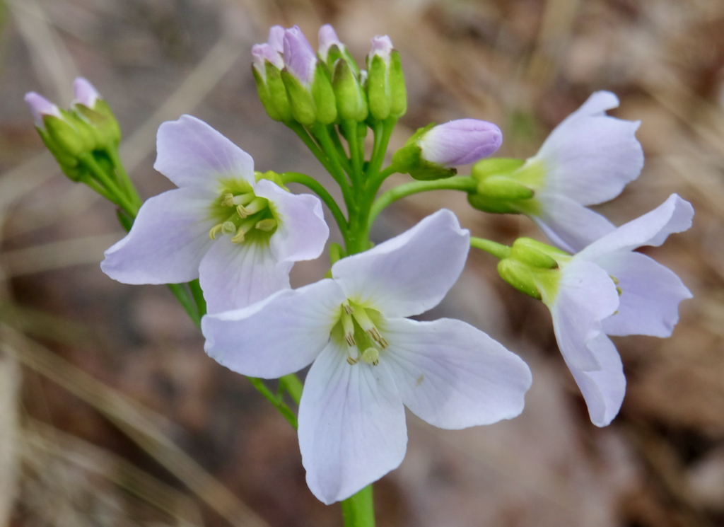 Valokuvaaja: Liisa Niiva-Korpela