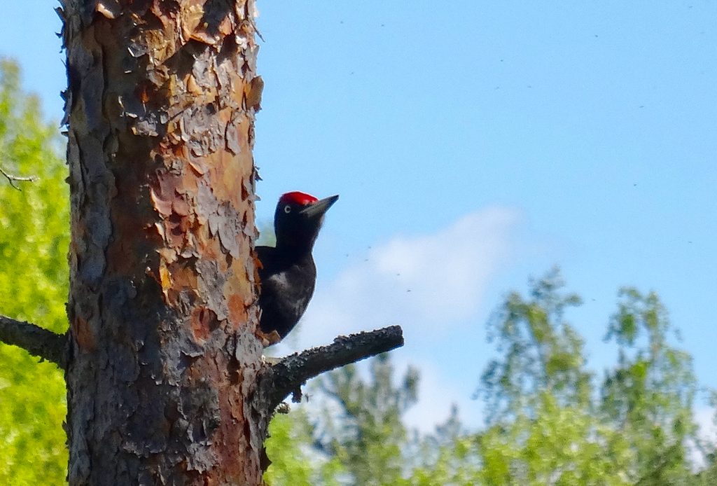 Valokuvaaja: Liisa Niiva-Korpela