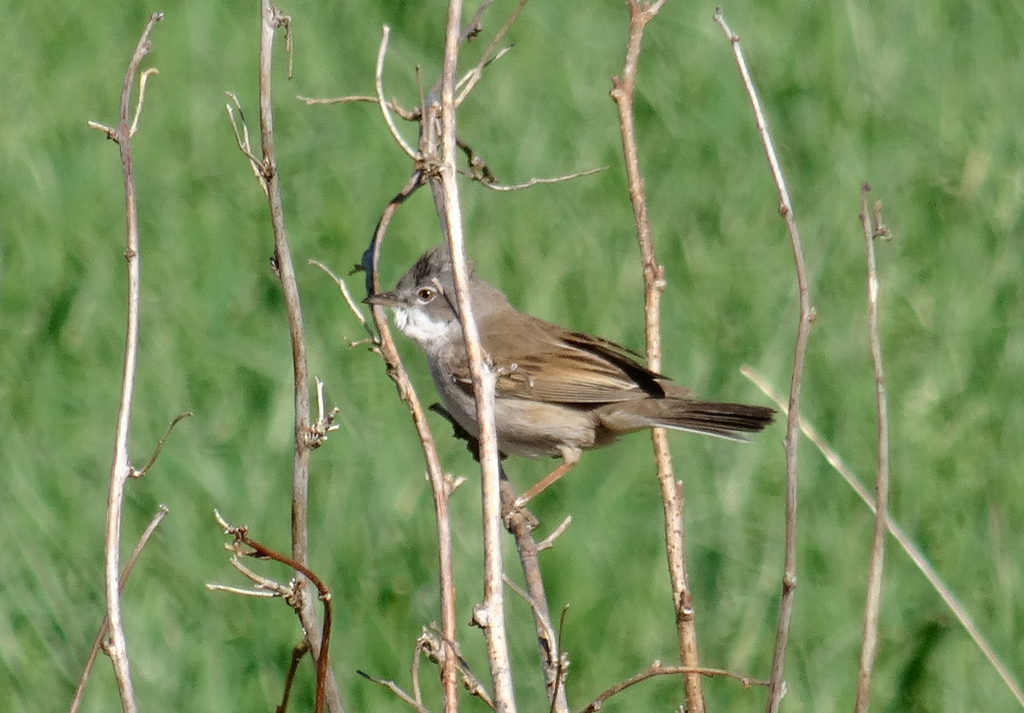 Valokuvaaja: Liisa Niiva-Korpela Valokuvaaja: Liisa Niiva-Korpela