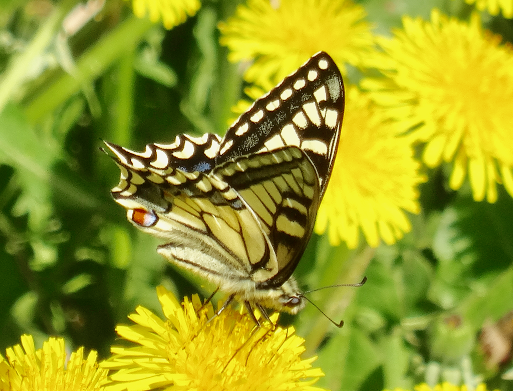 Valokuvaaja: Liisa Niiva-Korpela