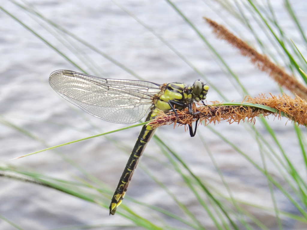 Valokuvaaja: Liisa Niiva-Korpela