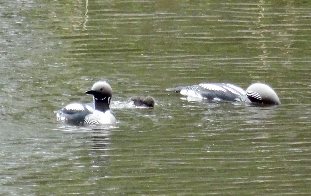 Valokuvaaja: Liisa Niiva-Korpela