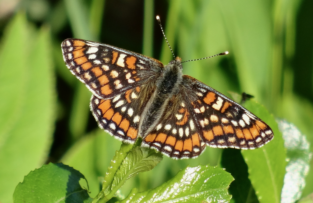 Valokuvaaja: Liisa Niiva-Korpela