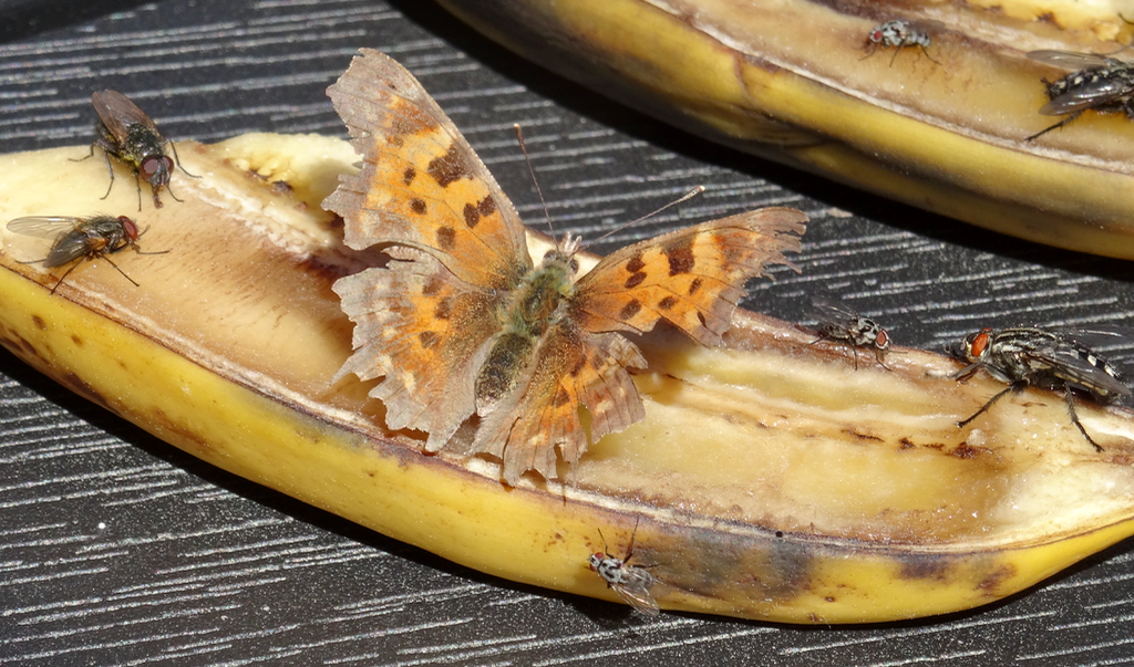 Valokuvaaja: Liisa Niiva-Korpela