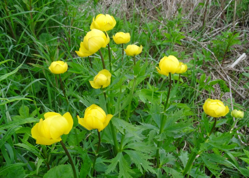 Valokuvaaja: Liisa Niiva-Korpela