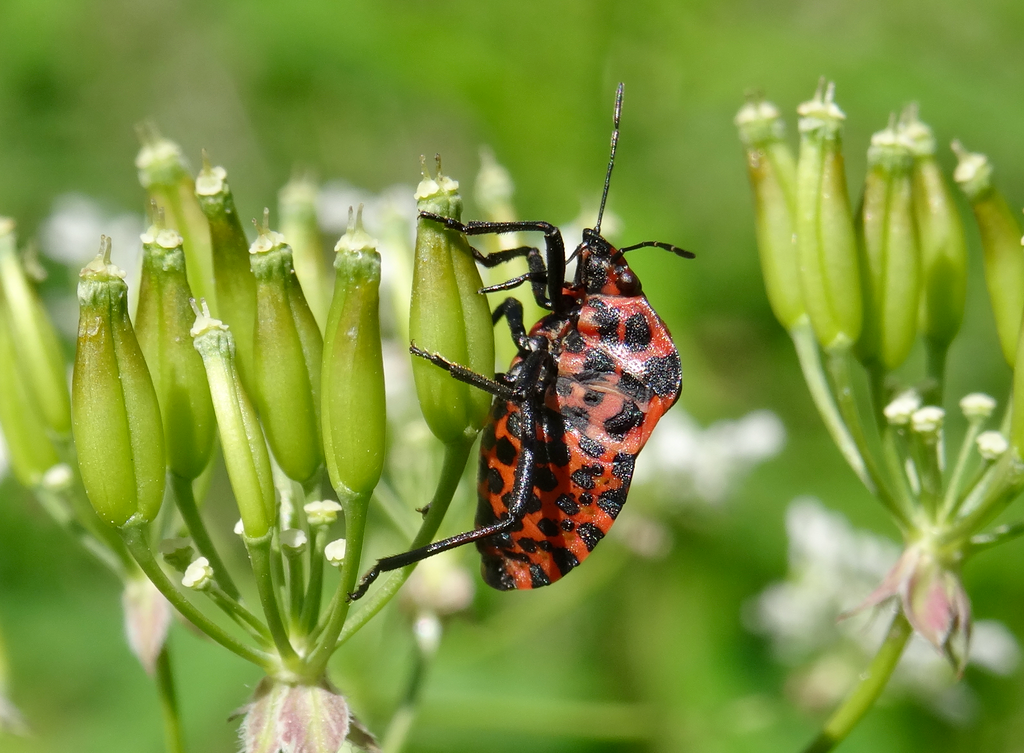 Valokuvaaja: Liisa Niiva-Korpela