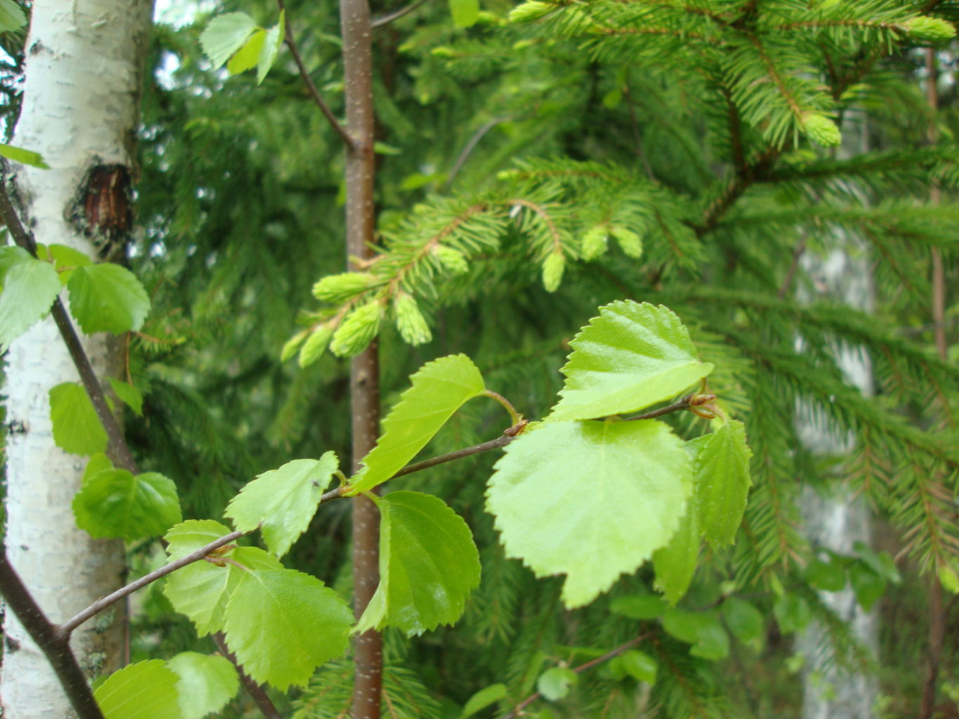 Valokuvaaja: Anja Mustamaa