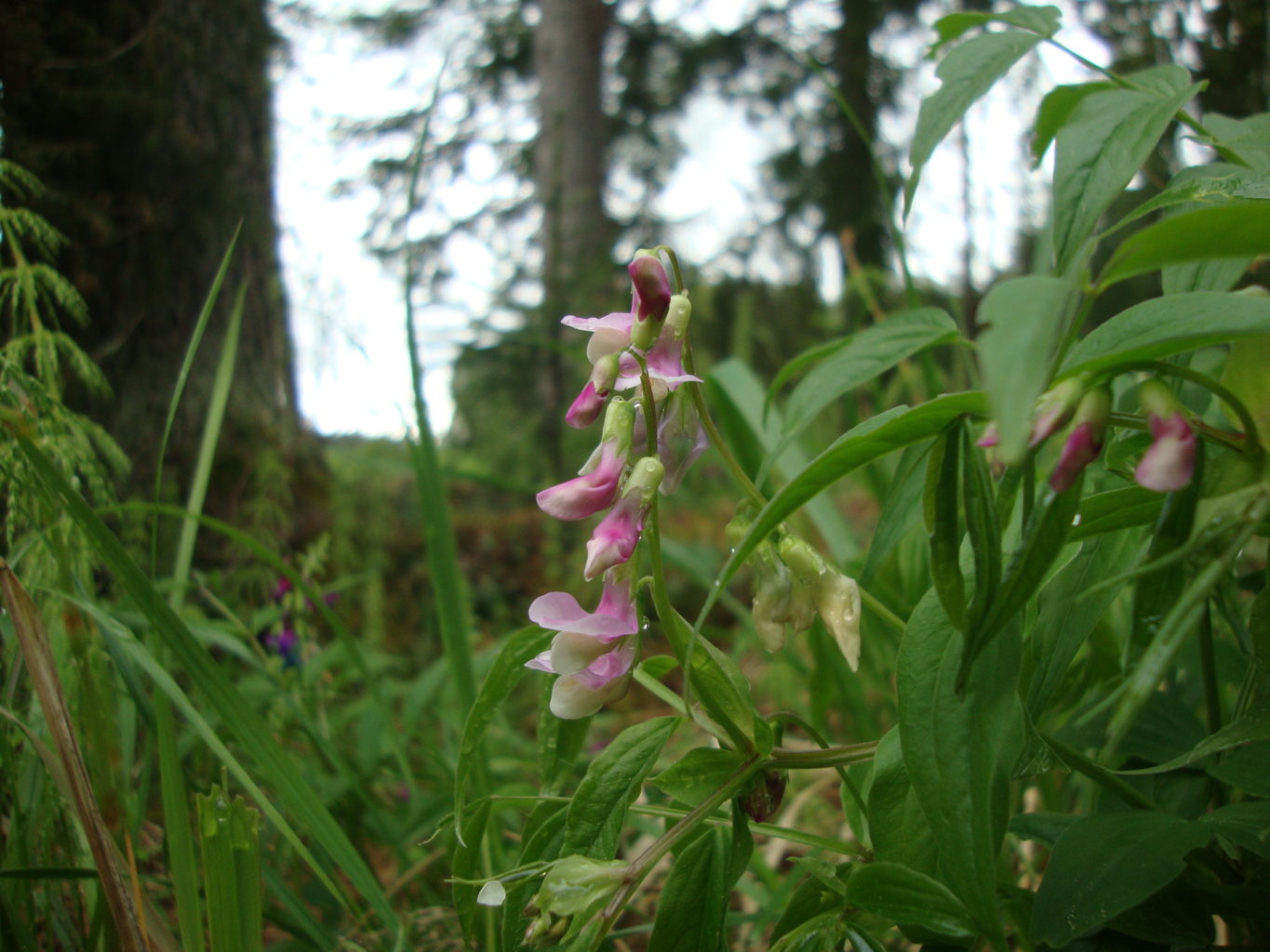 Valokuvaaja: Anja Mustamaa