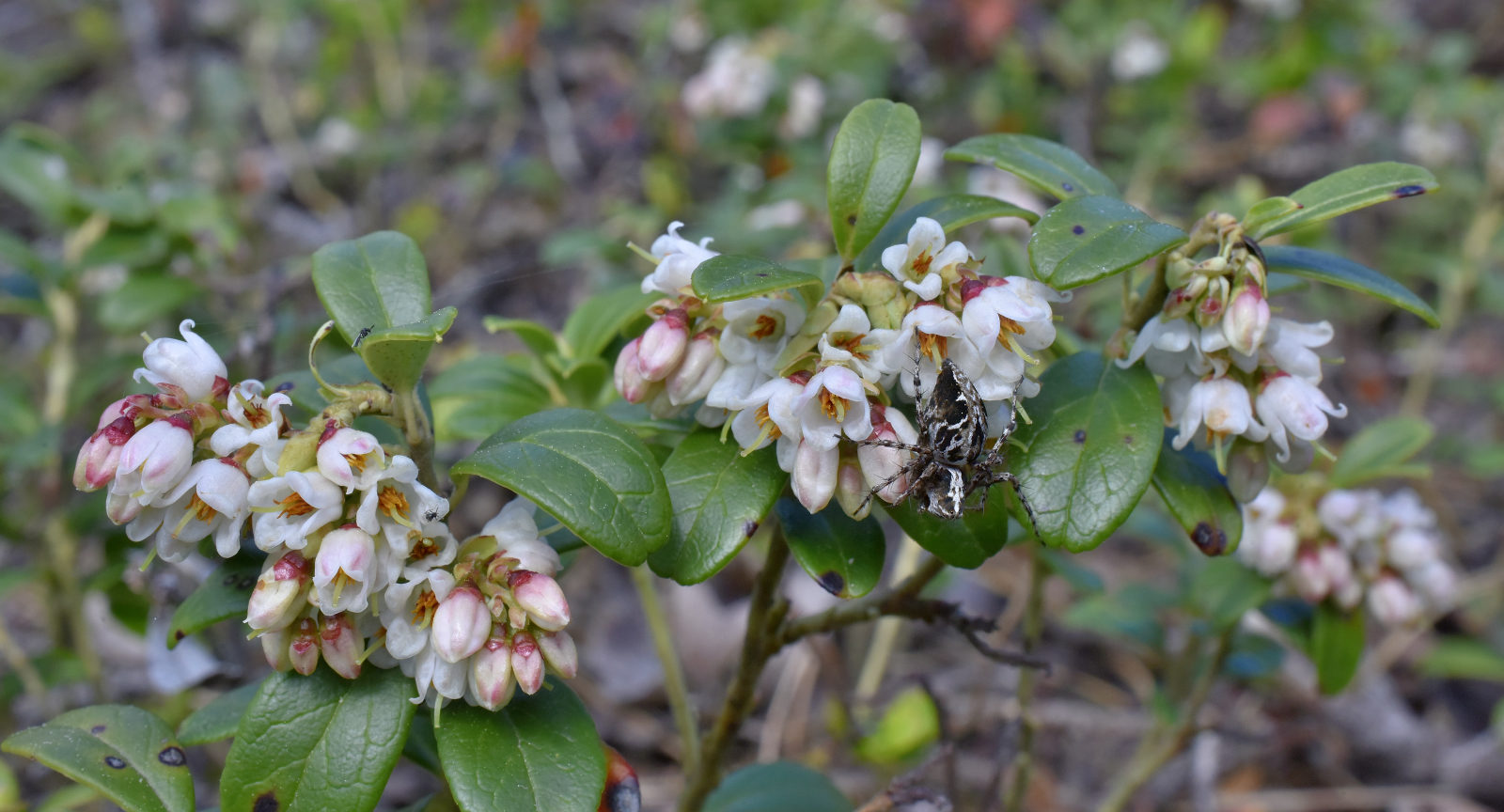 Valokuvaaja: Reijo Juurinen