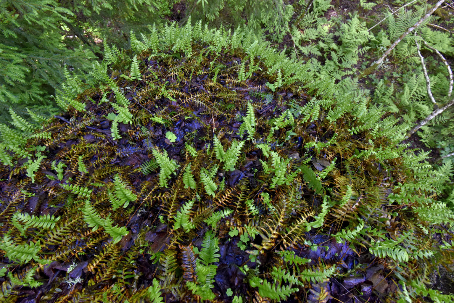 Valokuvaaja: Reijo Juurinen Valokuvaaja: Reijo Juurinen