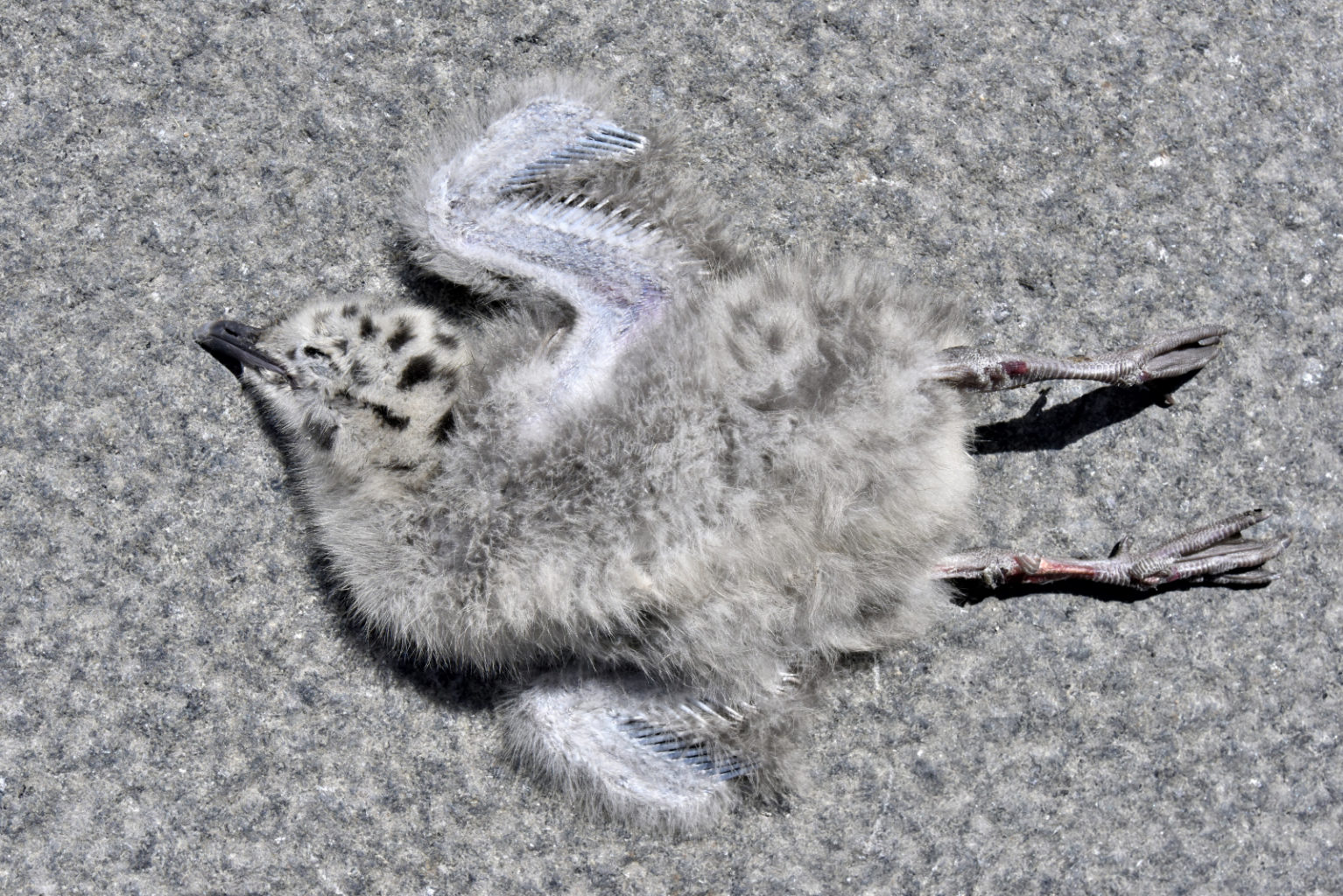 Valokuvaaja: Reijo Juurinen