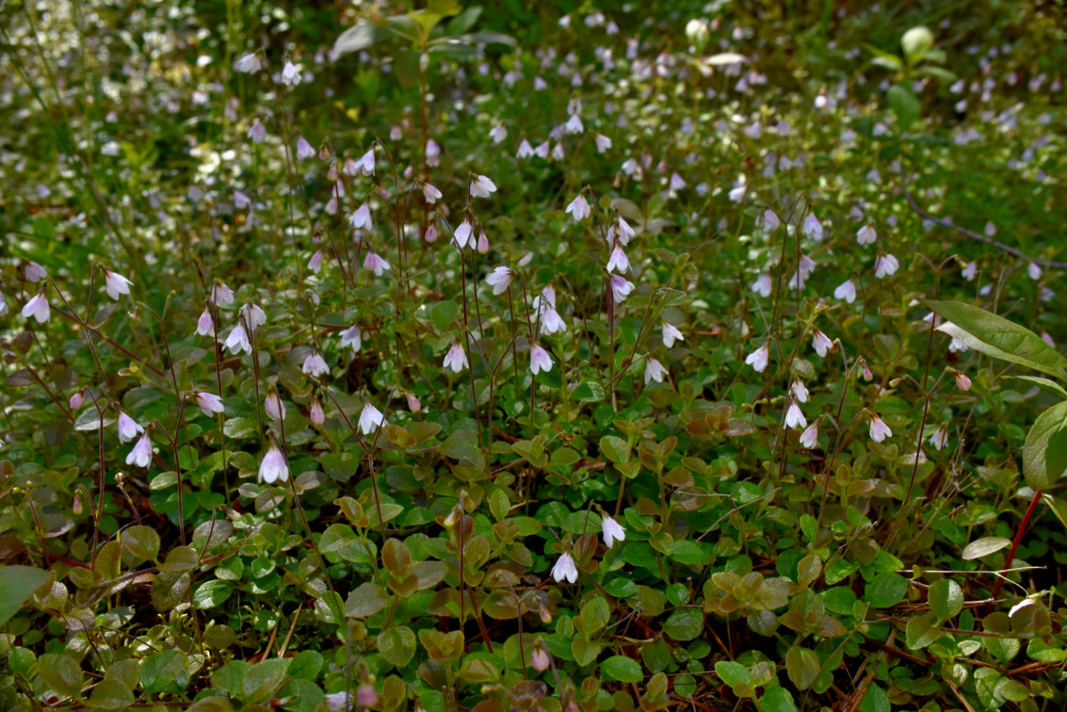 Valokuvaaja: Reijo Juurinen Valokuvaaja: Reijo Juurinen