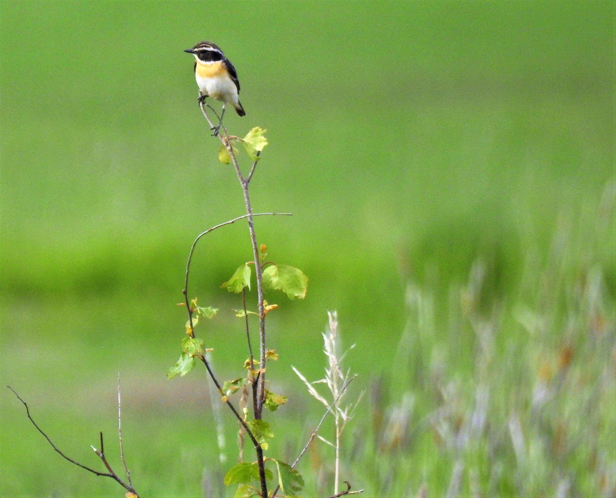 Valokuvaaja: Kari Pirttilä