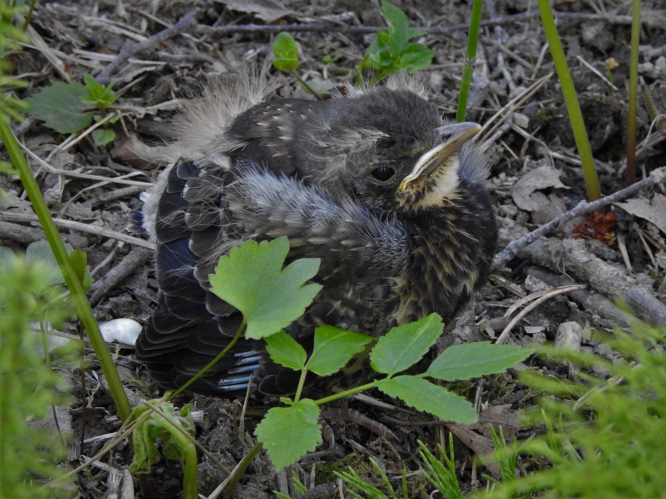 Valokuvaaja: Maarit Siitonen