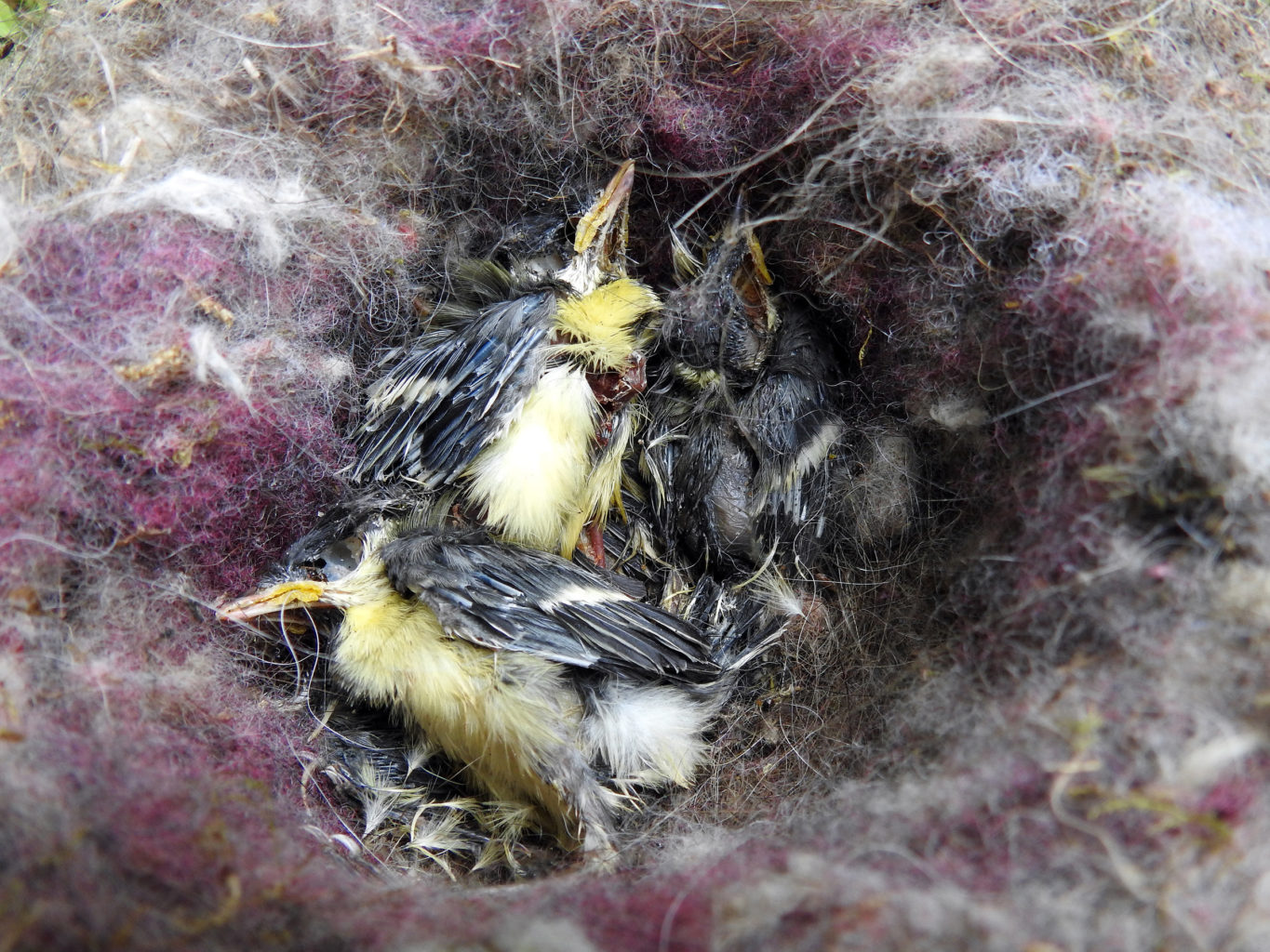 Valokuvaaja: Paavo Siukonen