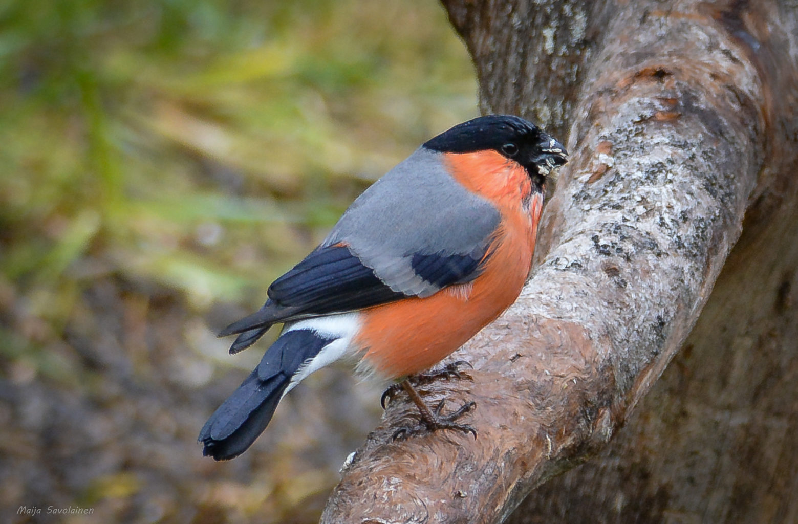 Valokuvaaja: MAIJA SAVOLAINEN Valokuvaaja: MAIJA SAVOLAINEN