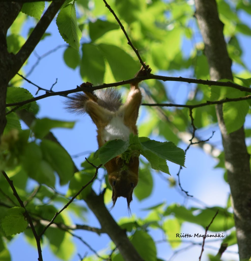 Valokuvaaja: Riitta Marjamäki