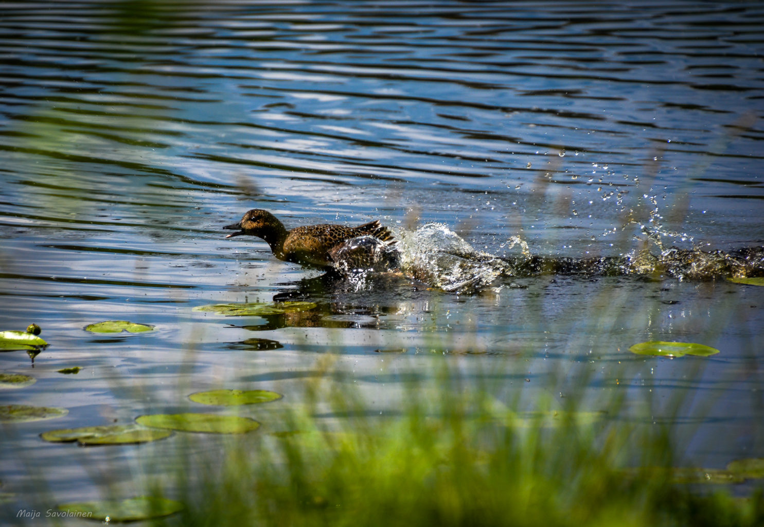 Valokuvaaja: MAIJA SAVOLAINEN