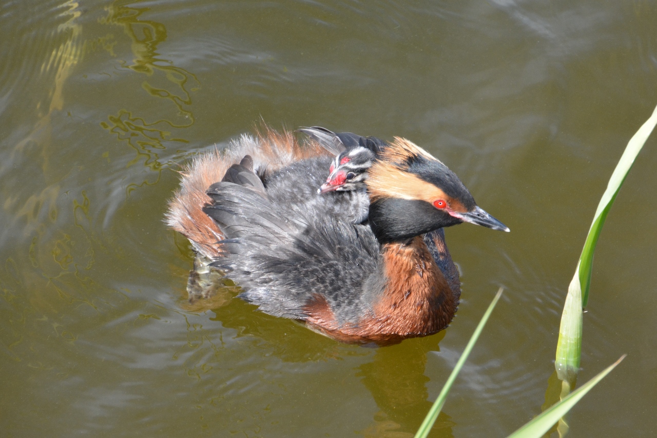 Valokuvaaja: Kari Wallenius