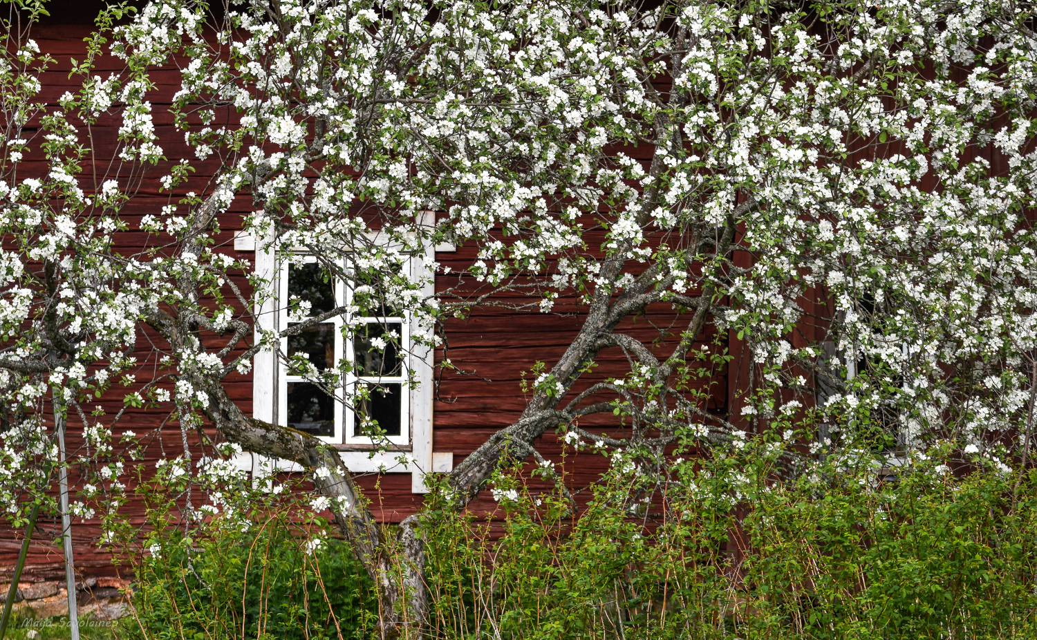 Valokuvaaja: MAIJA SAVOLAINEN Valokuvaaja: MAIJA SAVOLAINEN