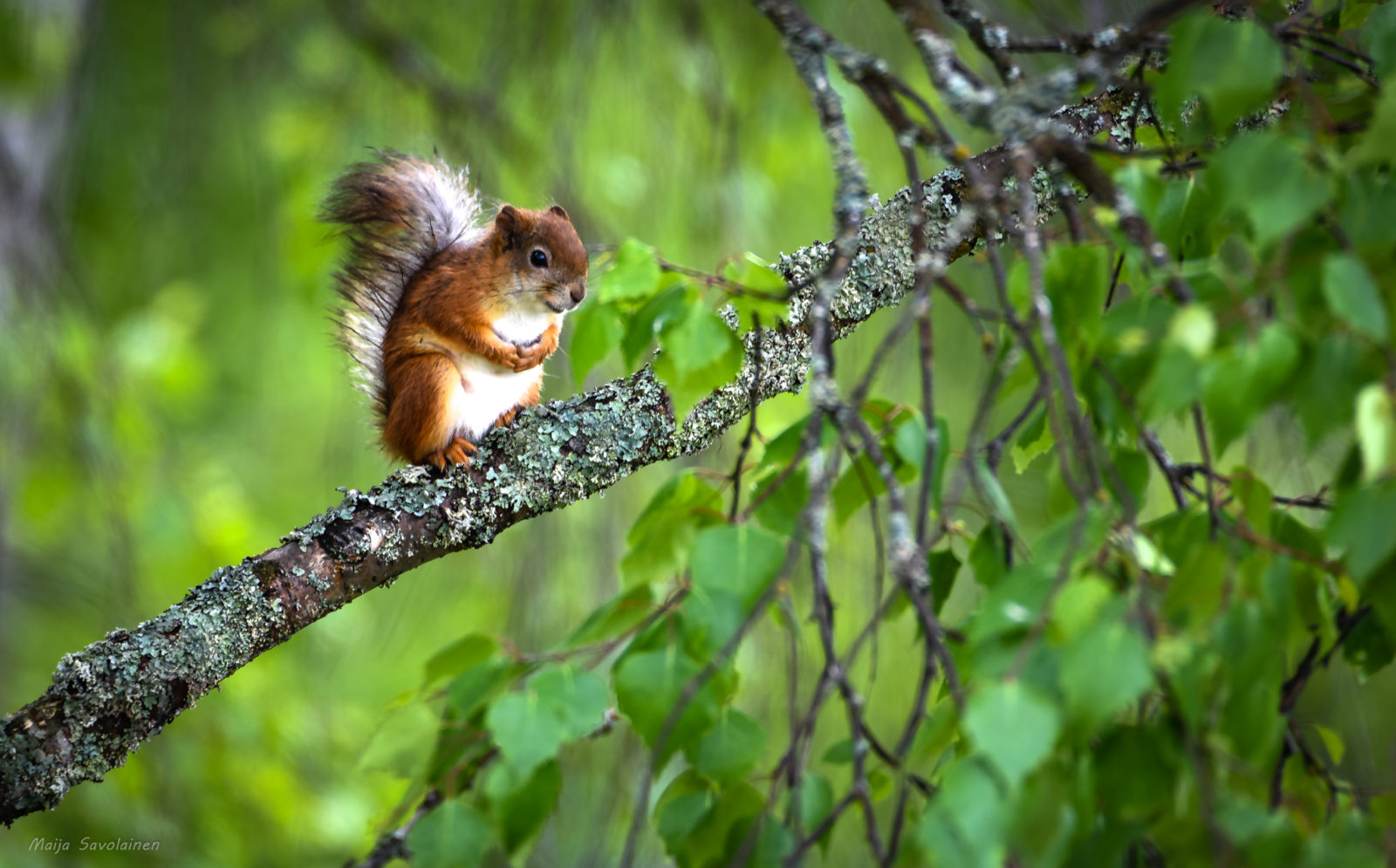 Valokuvaaja: MAIJA SAVOLAINEN