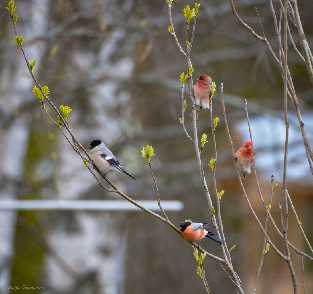 Valokuvaaja: MAIJA SAVOLAINEN Valokuvaaja: MAIJA SAVOLAINEN