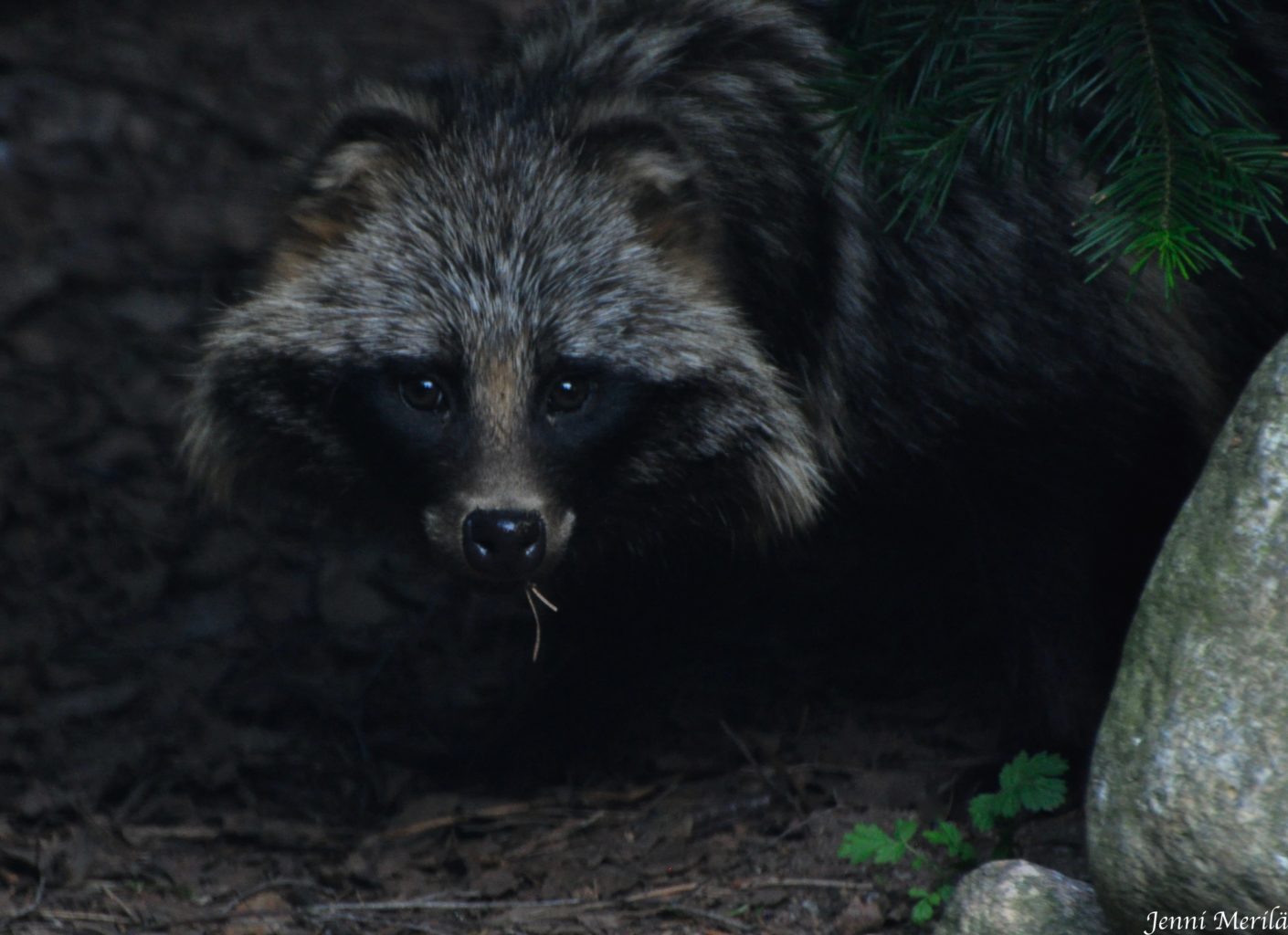 Valokuvaaja: Jenni Merilä