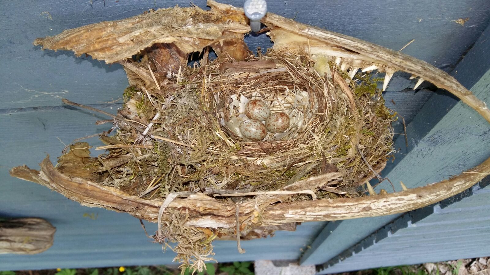 Valokuvaaja: Seppo Asp