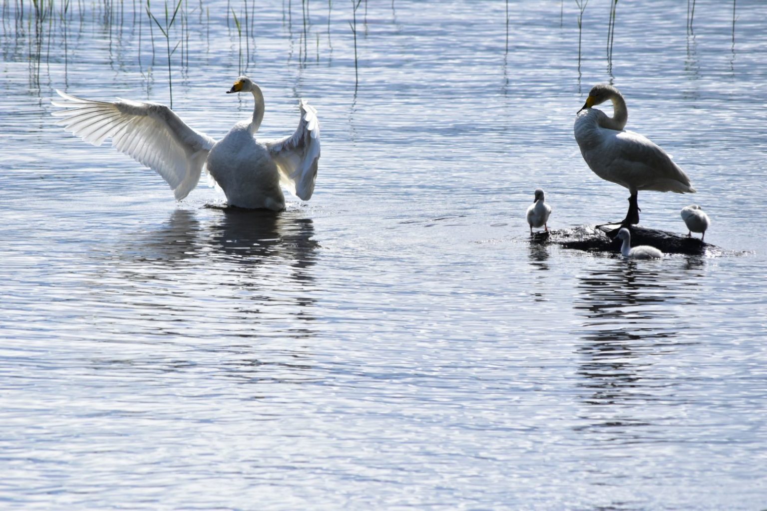 Valokuvaaja: Jyri Oksanen