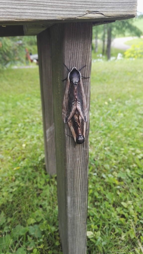 Valokuvaaja: pekka puranen