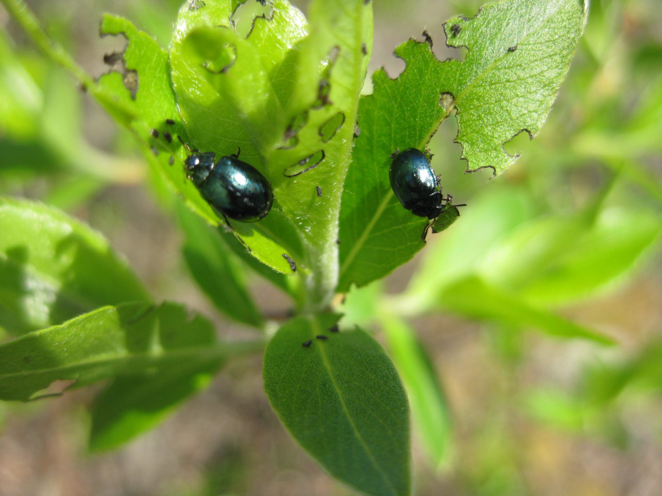 Valokuvaaja: yrjo lukkari Valokuvaaja: yrjo lukkari